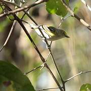 White-eyed Vireo