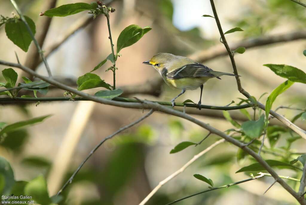 White-eyed Vireoadult, habitat