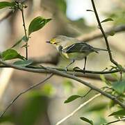 White-eyed Vireo