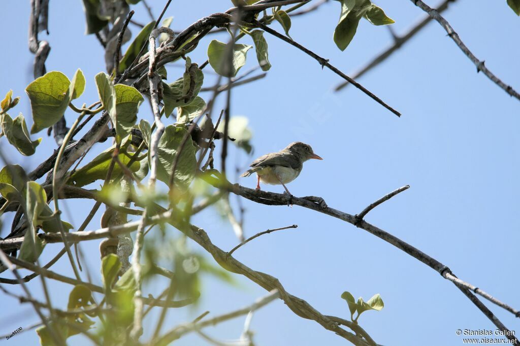 Scrub Greenlet male adult breeding