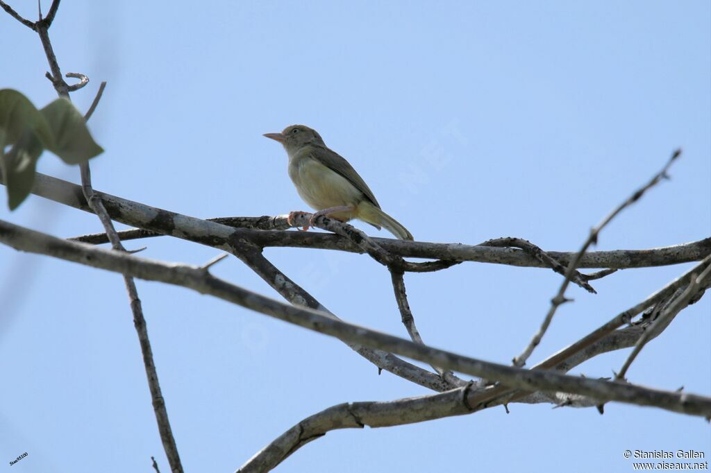 Scrub Greenlet male adult