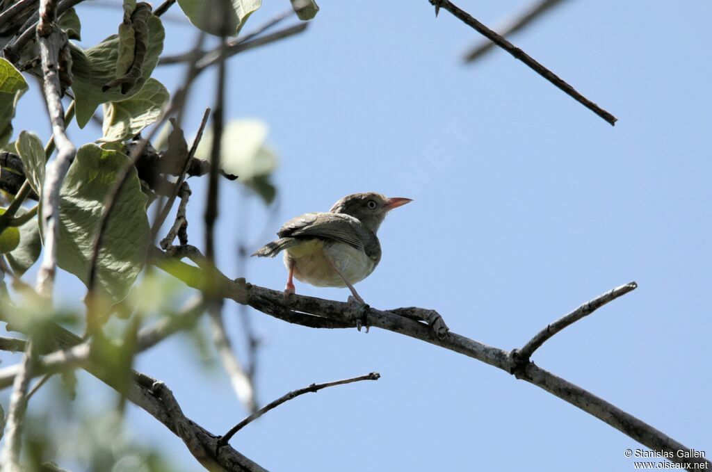 Scrub Greenletadult breeding