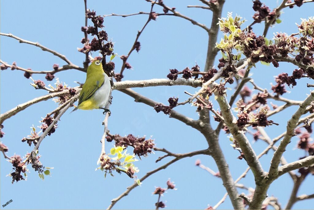 Sri Lanka White-eyeadult, eats