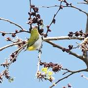 Sri Lanka White-eye