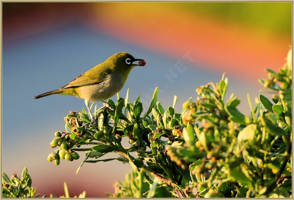 Cape White-eyeadult breeding, eats