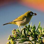 Cape White-eye