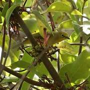 Northern Yellow White-eye