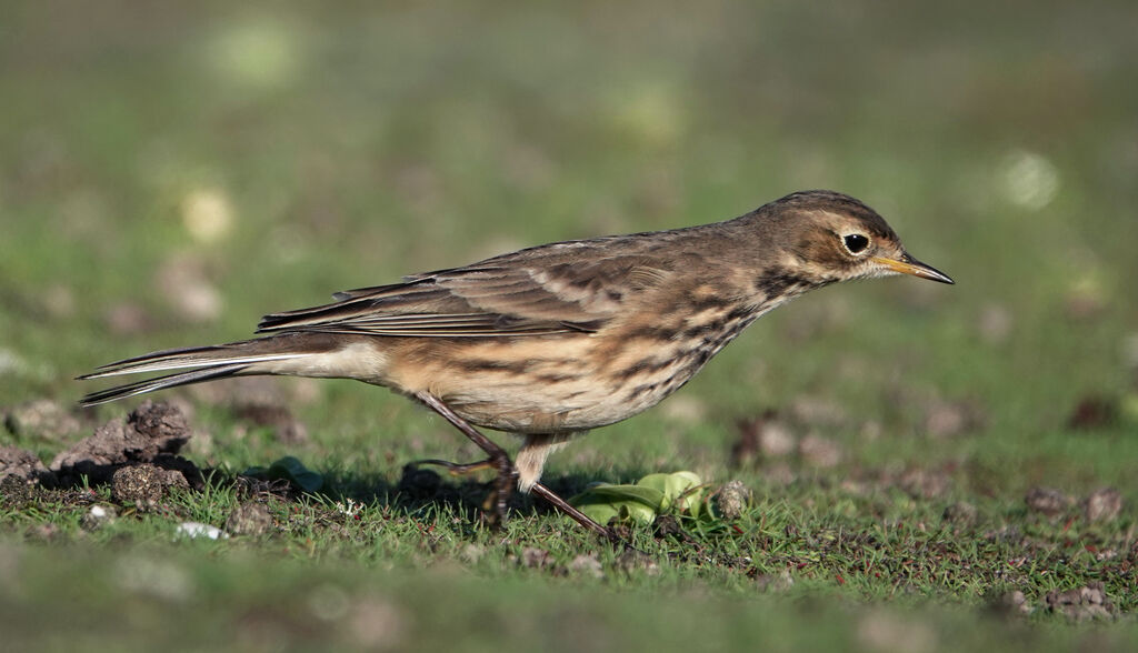 Buff-bellied Pipitadult, identification