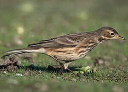 Buff-bellied Pipit