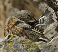 Alpine Accentor