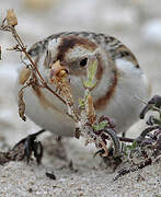 Snow Bunting