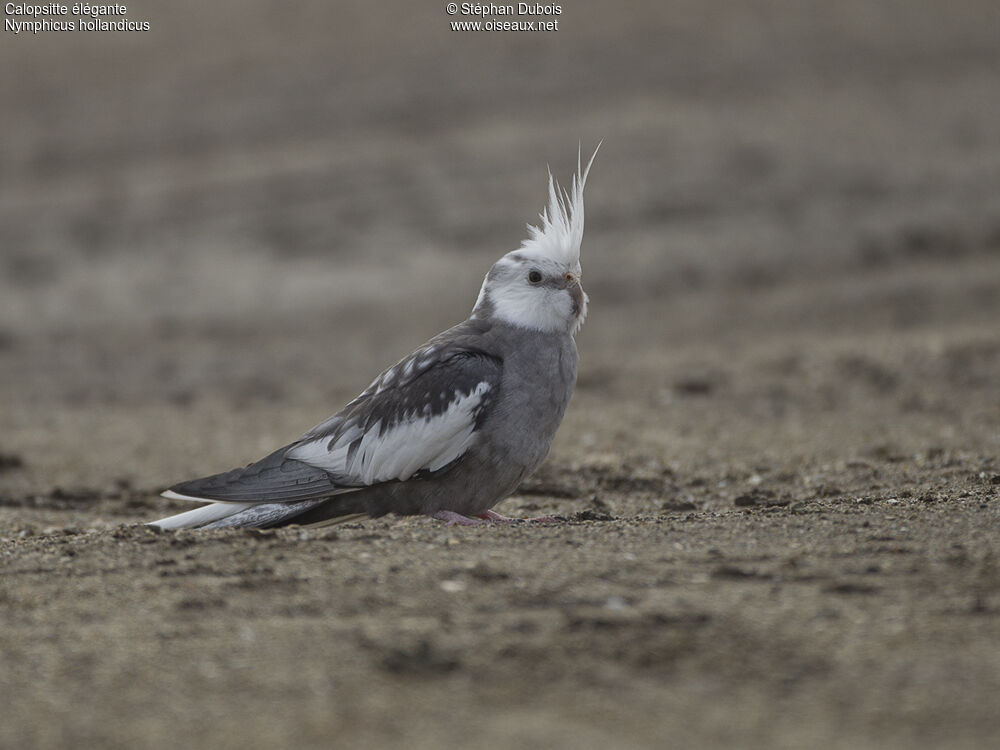 Cockatiel