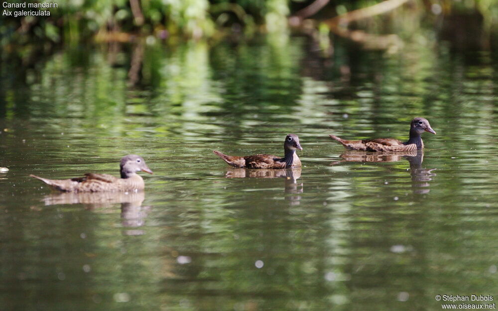 Canard mandarin1ère année