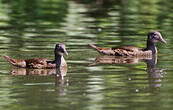 Canard mandarin