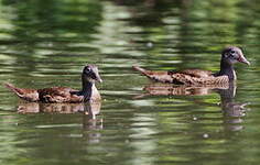 Canard mandarin