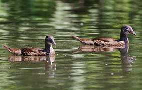 Canard mandarin