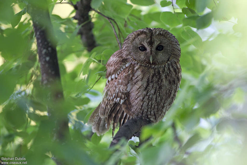 Tawny Owladult, close-up portrait