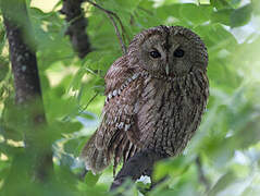 Tawny Owl