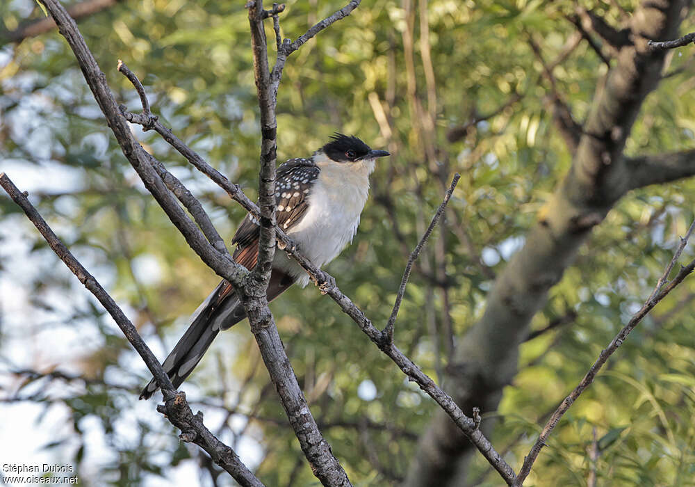 Coucou geaijuvénile, identification