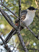 Great Spotted Cuckoo