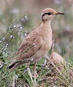 Cream-colored Courser