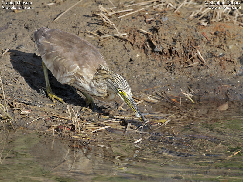 Squacco Heron