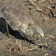 Squacco Heron