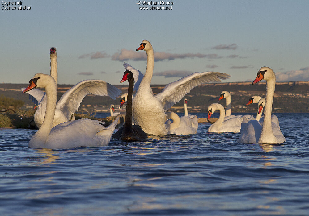 Cygne noir