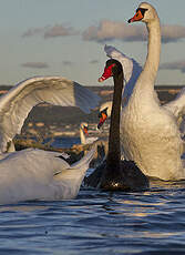 Cygne noir