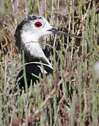 Black-winged Stilt