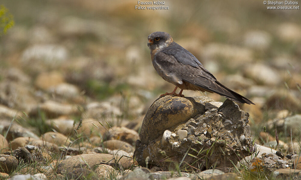 Red-footed Falcon