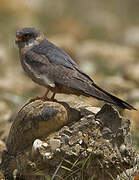 Red-footed Falcon