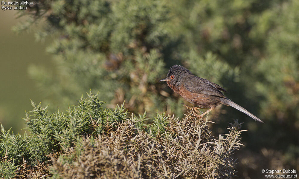 Dartford Warbler