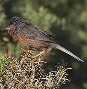 Dartford Warbler