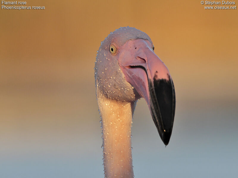 Greater Flamingo