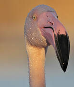 Greater Flamingo