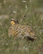 Pin-tailed Sandgrouse