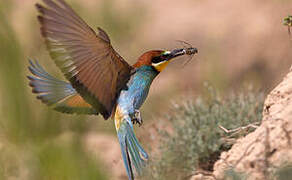 European Bee-eater