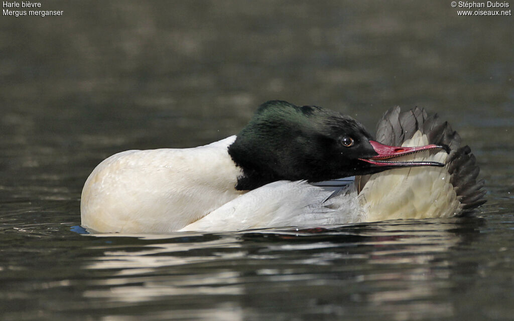 Common Merganser male adult