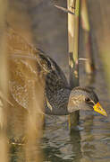 Spotted Crake