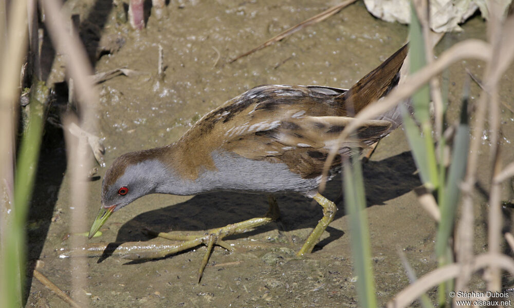 Marouette poussin, identification