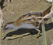 Little Crake