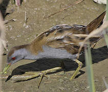 Little Crake