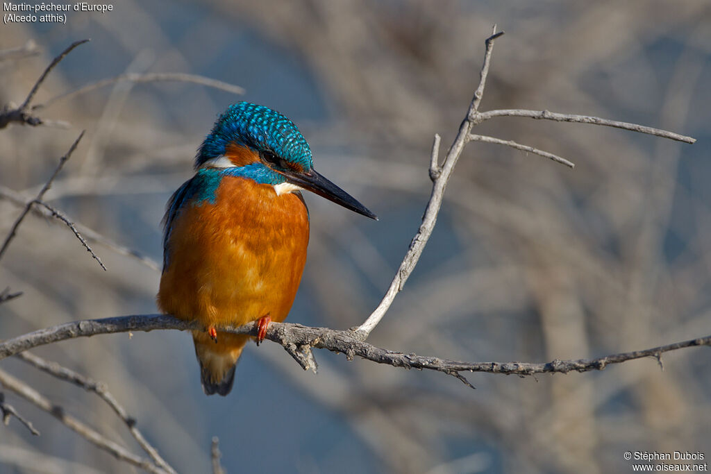 Common Kingfisher male adult