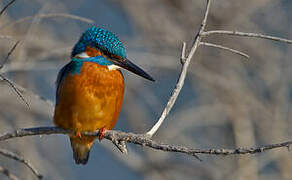 Common Kingfisher