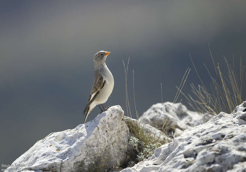 White-winged SnowfinchFirst year, habitat, Behaviour