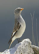 White-winged Snowfinch