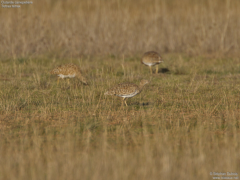 Little Bustard