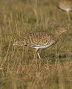 Little Bustard