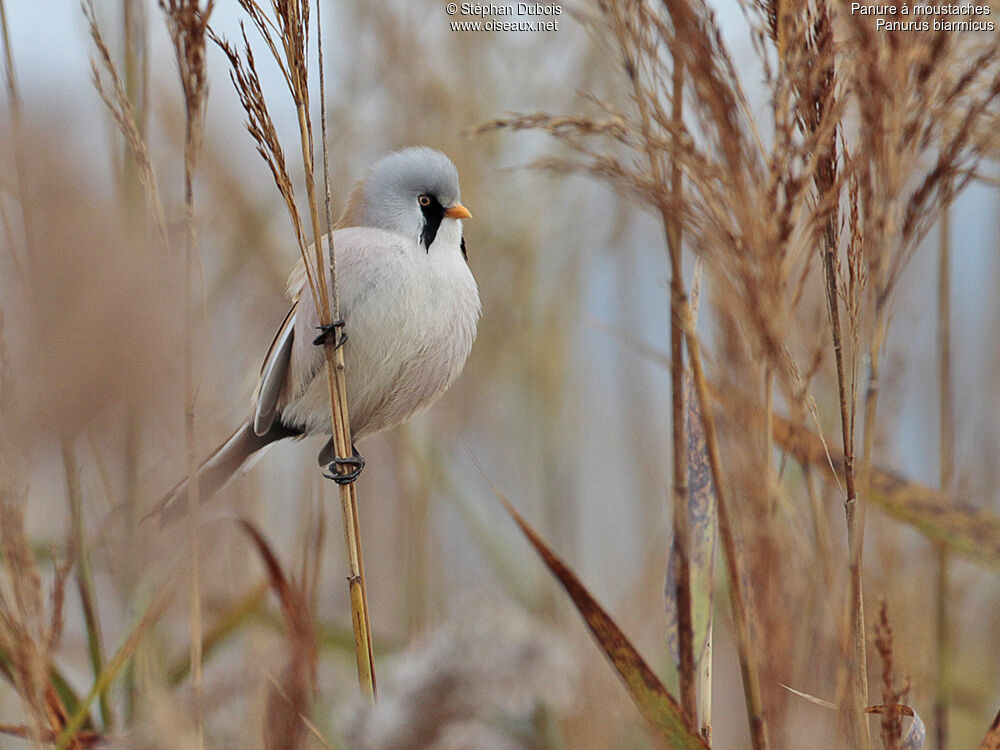 Bearded Reedling male